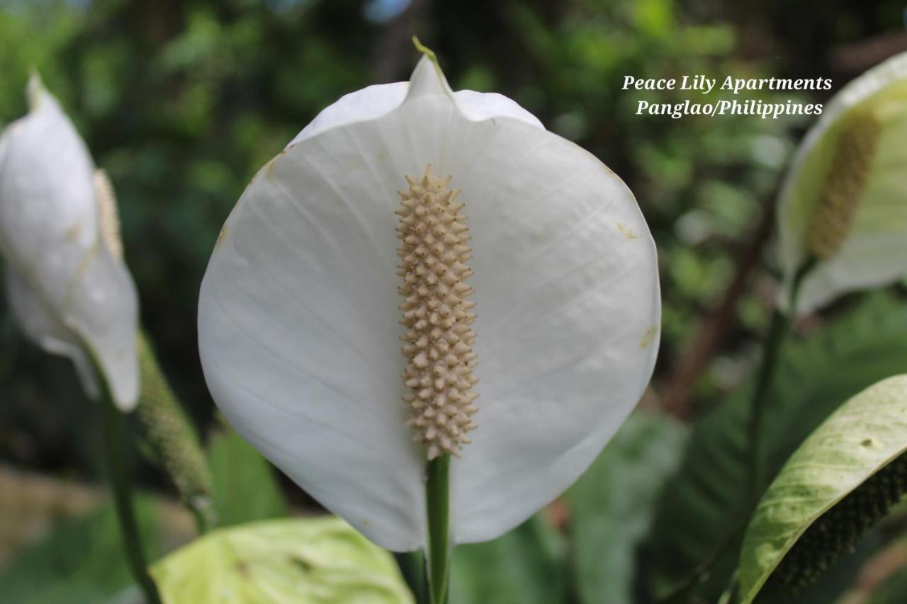 Peace Lily Studio Apartments Panglao Eksteriør billede